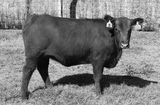 female with a negative BW epd and ranks in the top 16% for WW and YW Ranks in the top 1/3 of the breed for ME Individually a 112 WWR Lot35 3525262 09-30-2015 120C JEM JEM ROXIE 120C BROWN PARAMOUNT