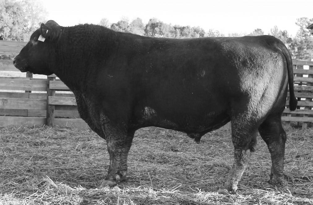 He has been our most used sire for natural service breeding for the last two years and a good