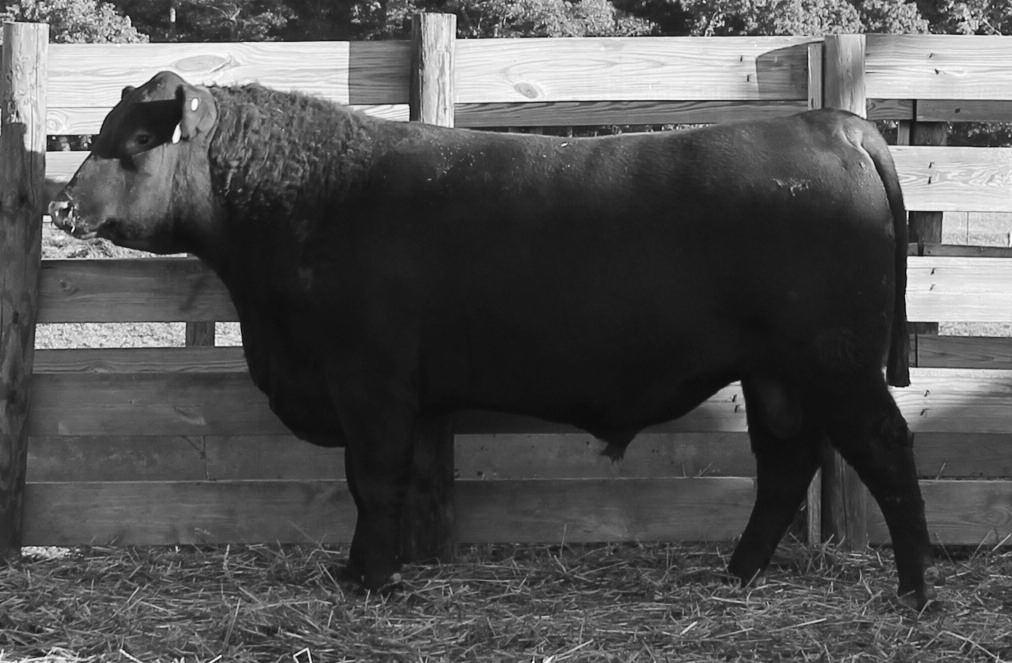 Coming 2-Year-Old s: Lot 2-16 Osborn Thunder 1525 Lot 2 Lots 2 16 are coming two-year-old bulls that are ready to go right to work.