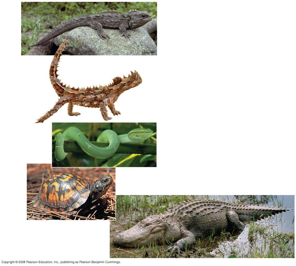 Fig. 34-27 (a) Tuatara (Sphenodon punctatus) (b) Australian thorny devil lizard (Moloch horridus) (c) Wagler s pit viper