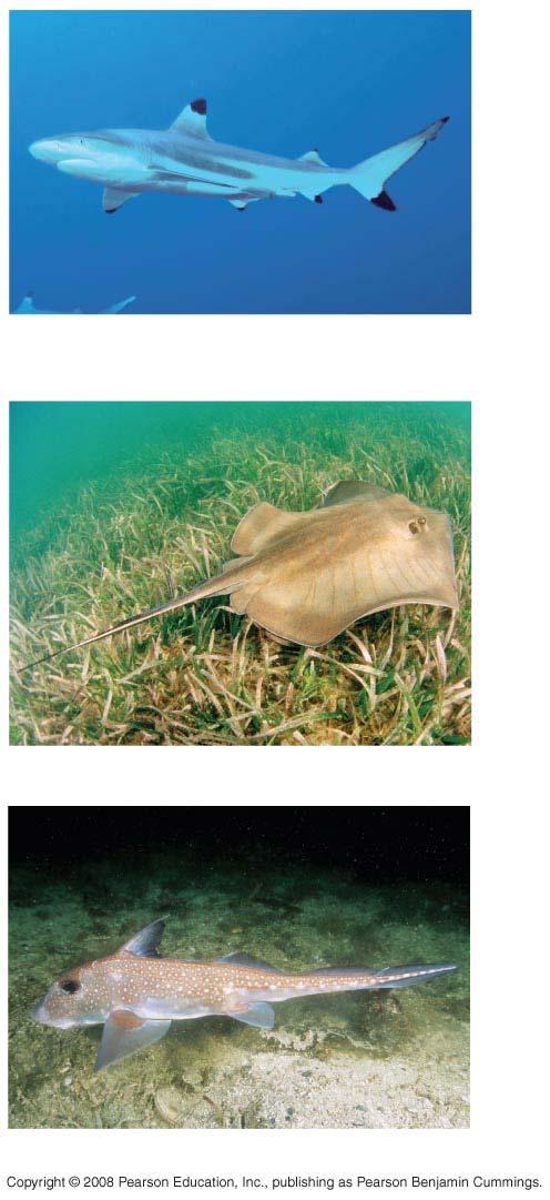 Fig. 34-15 Pectoral fins Pelvic fins (a) Blacktip reef shark (Carcharhinus