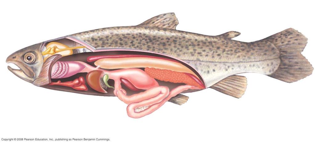 Fig. 34-16 Brain Spinal cord Swim bladder Dorsal fin Adipose fin (characteristic of trout) Caudal fin Nostril Cut