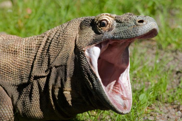 Komodo dragon blood may lead to new antibiotics Each year, more than 23,000 people in the United States die as a result of infections that are resistant to current antibiotics, highlighting the