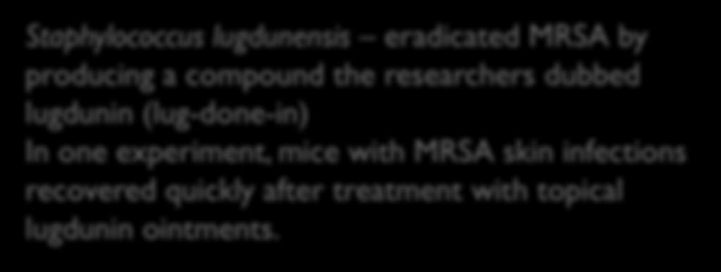 Right Under Our Noses A new drug to combat MRSA is buried inside human noses! A close relative of MRSA that lives in nasal passages and produces a chemical weapon against its kin.