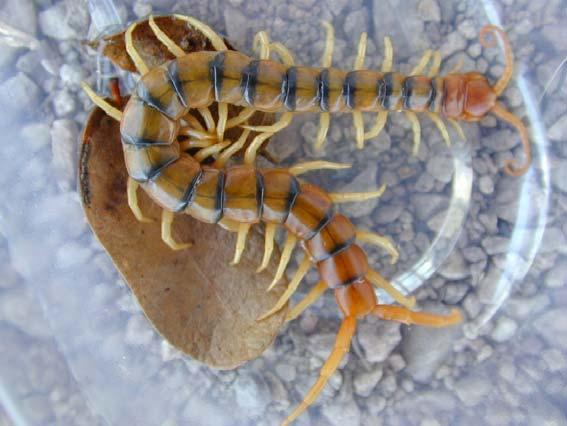 Another Scolopendra from
