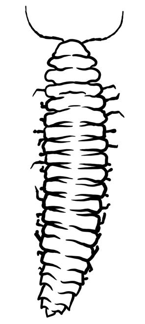 Centipedes Class: Chilopoda Other Common Critters At least 2 body parts; At least 10 legs Body Shape: Centipedes have elongated, flattened bodies with lots of body segments.