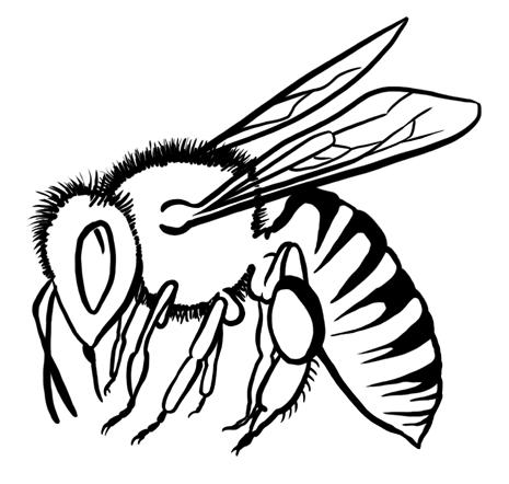 Bees, Wasps & Ants Order: Hymenoptera Wings: 4 wings (2 pairs). Both wings are clear and thin, with few veins. The wings are linked together with hooks and beat together when they fly.
