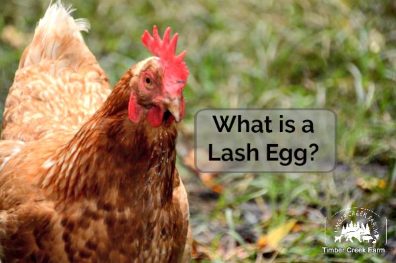 What is a Lash Egg? Salpingitis in Laying Hens I had never even heard of a lash egg. It had been over 10 years since we first began chicken keeping.