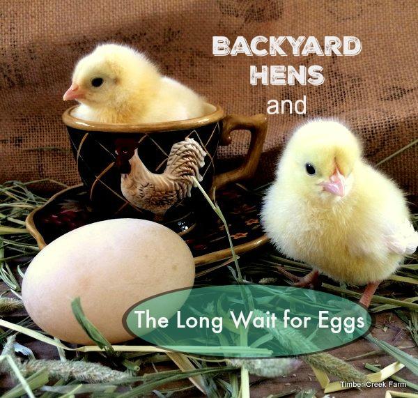 What are the best things to do to help? The following three things are the best practices for helping your pullets become strong egg laying backyard hens.