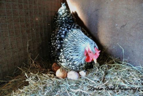 Whynnie arranges her body over the eggs Some breeds are more inclined to broodiness and chicken nesting than others.