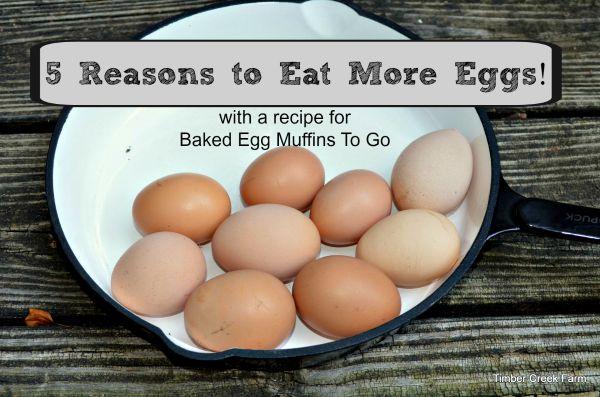 Egg Facts 5 Incredible Reasons to Eat Eggs Incredible Egg Facts Eggs are one of the best sources of protein available to us.