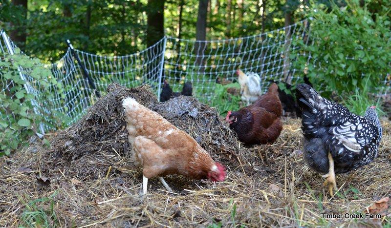 important in eye health. These same nutrients are also essential in fighting disease. As we raise our back yard chickens, it is important to know what to feed chickens so that they lay healthy eggs.
