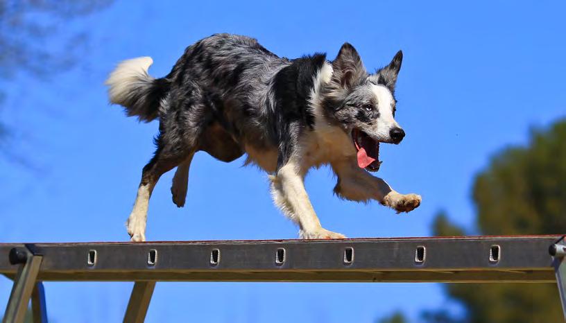 What we do for... Dog Activities Picture: Hugo Stephens / The Kennel Club The Kennel Club supports a number of competitive activities in addition to dog showing.