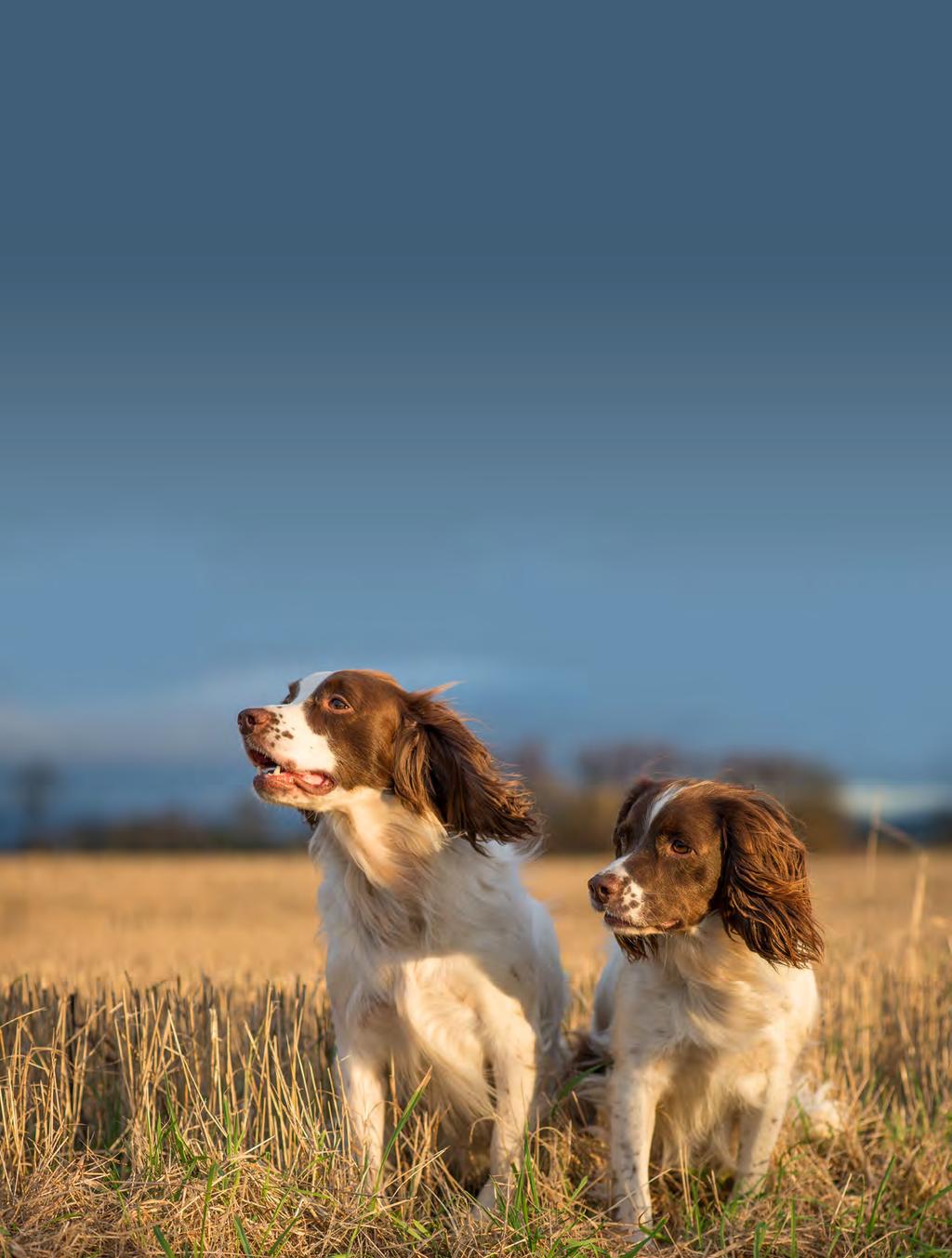 Health Resources The Kennel Club, in conjunction with the British Veterinary Association (BVA), runs screening schemes for a range of inherited diseases, including hip and elbow dysplasia, eye