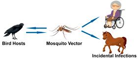 MOSQUITO-BORNE DISEASES Diseases Locally Transmitted: West Nile virus (WNV) St.