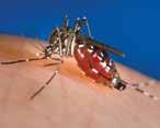 J. Gathany, CDC NEW INVASIVE MOSQUITO ALERT Aedes Mosquitoes J.