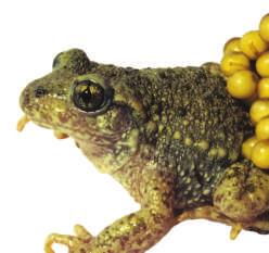 Some frogs and toads, such as the male midwife toad, lay their eggs on land.