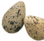 Some birds lay their eggs on the ground. The eggs of these birds have spots.