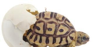 After a tortoise has laid her eggs, they usually take about one year to hatch.