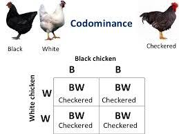 When both alleles are expressed Codominance Example: In certain chickens black feathers are