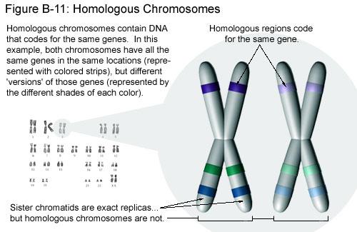 Chromosomes come in homologous pairs, thus genes come in pairs.