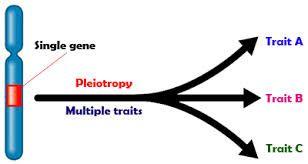 Pleiotropy One gene controls more than one trait Collagen This one gene is