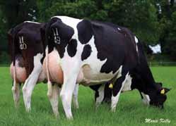 535kgs Milk olids More Milk, Good Type Irish aughters have averaged 7194kgs @3.84%F & 3.60%Pr C.