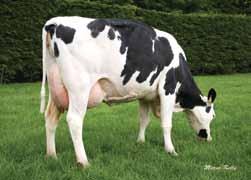 at Carracoush 524kgs Milk olids High Farmer atisfaction Irish aughters have averaged 6711kgs @4.16%F & 3.