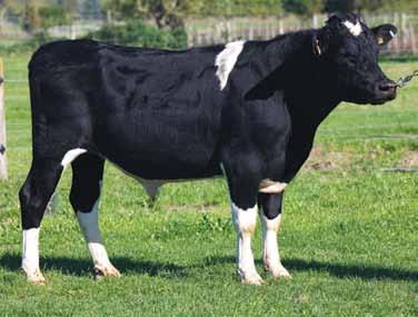 14% 76% HEALTH - 4 61% FERTILITY 66 50% CC +0.08 83% Calv. Int. (ays) -2.79 51% MAINTENANCE 12 41% urvival (%) 2.51 47% MANAGEMENT 4 43% Very good size & capacity. NZ aughters average 4.5%Fat & 3.