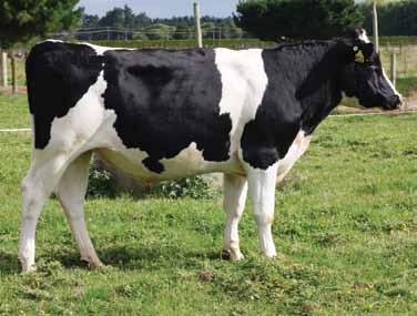 GLIER 23 EUAi pring 2018 GW Vowles ream Glider (UPPLEMENTARY MALE REGITERE) 22dtrs / 10herds HB No: 62000000112050 47%HO / 53%FR ource: NZ aaa: OB: 10.08.
