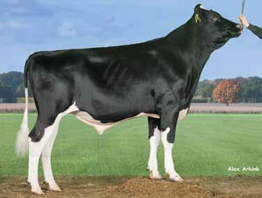 98 64% MAINTENANCE - 12 35% urvival (%) 2.48 59% MANAGEMENT 7 50% Unique aaa core of 564. Average sized, strong cows. Ghana: am Low maintenance long-lasting cows. Ease of Calving core (115K)!