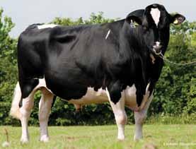 PARKY OL 29 EUAi pring 2018 XO ansire hottle ol 8675dtrs / 1122herds HB No: 61000000250354 ource: enmark aaa: 153642 OB: 05.12.05 tature +0.00 154 cm Chest Width +0.73 Wide Body epth +0.