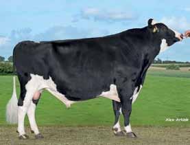 26 Very High Udder upport -0.24 trong Udder epth +0.70 20cm Abve Teat Placement -0.54 Close Teat Length -0.37 Long Feet & Legs +0.74 Overall Udder +0.35 Overall Type +0.