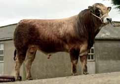 Outcross Pedigree with Power, Muscle & tyle. 99% Rel Newpole ICON BB4288 BELGIAN BLUE HB No: UK344206400105 OB: 04.03.