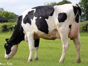 42 45% MAINTENANCE 12 40% urvival (%) 3.94 44% MANAGEMENT 5 44% Bred by: avid Roulston, Cloughfin, t. Johnstown, Lifford, Co.