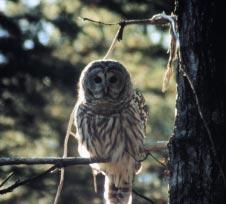 Eighty-seven percent of Barred Owl nests were located within old mixedwood forest stands.
