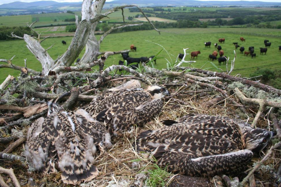4. Conclusion It is important to realise that many artificial nests may never be used but at least it s worth trying to encourage ospreys to return to their original range throughout the British