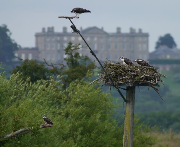 2.2. Osprey nesting pole In areas where there are no suitable trees for building a natural looking nest, it is possible to use nesting poles.