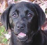 When the shelter has a golden retriever mix and a black-coated retriever mix, basically the same