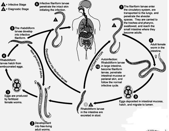 Strongyloides stercoralis (Dwarf Thread worm) Morphology and life-cycle. It is a common parasite of man in warm countries. The free living stages are the present in the life cycle of these worms.