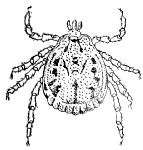 Also, if mites are taken internally by eating infested food, they