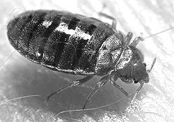 vibrations (including sound), heat, and carbon dioxide are all stimuli indicating the probable presence of a host. Fleas are known to overwinter in the larval or pupal stages.