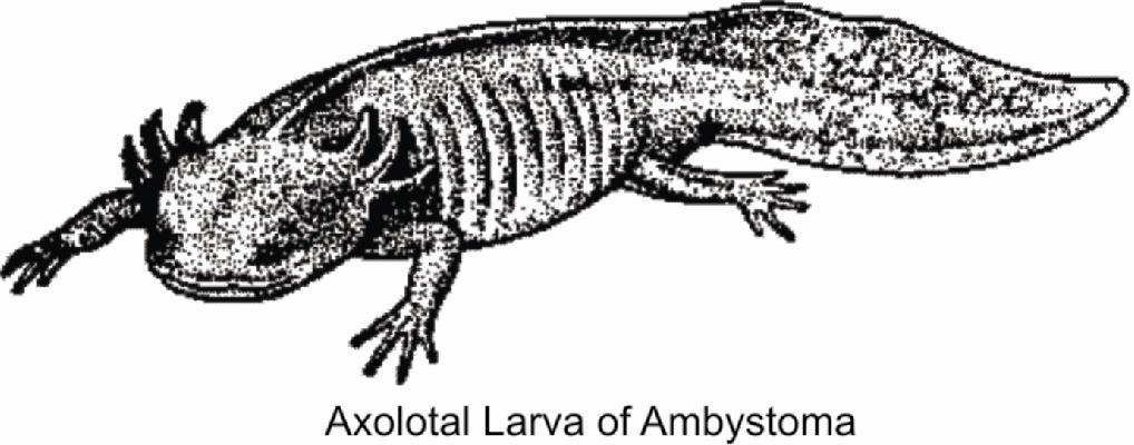 Their body temperature varies according to climate. Mostly, terrestrial, but some are aquatic. Body is divided into head, neck, trunk and tail.