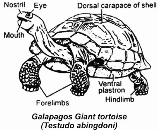 Class Reptilia is classified on the basis of presence or absence of temporal fossae in the temporal region of skull and their number.