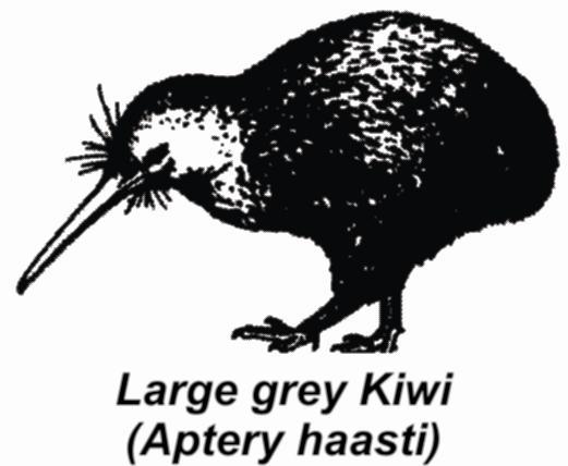 Apteryx - Kiwi - It is National bird of New zealand. It has hair like feathers all over its body. It is smallest flightless bird.