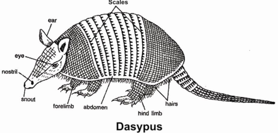 Dasypus or Armadillo - It shows polyembryony (4-8 embryoes) Bradypus - Slowest animal Order : Pholidota