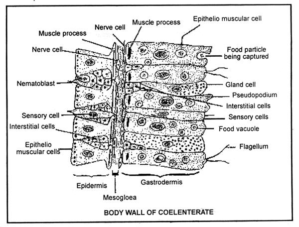 Interstitial cells (Totipotent and act as reserve to replace worn out cells/germ cells/nematocyst); Epithelio - muscular cells ; Glandulo muscular cells ; Sensory cells ; Germ cells (b) Gastrodermis