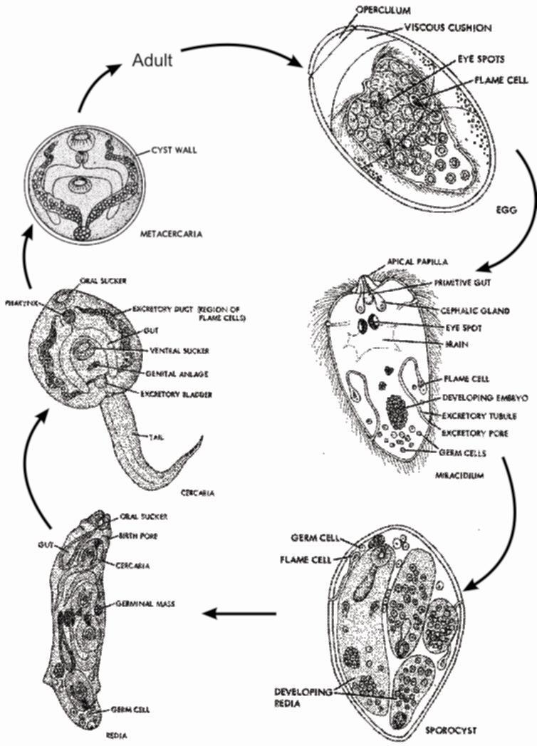 Different Larval forms of Fasciola Hepatica Life Cycle of Fasciola Hepatica FASCIOLA HEPATICA It is a sheep liver fluke.