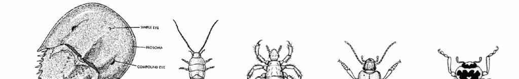 Class-3 : Diplopoda Body is divisible into head, thorax and abdomen. There is a single pair of antennae and ocelli.