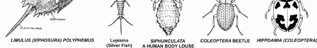 place by Malpighian tubules Development is generally direct e.g. julus (Millipede) Class-4 : Insecta (Hexapoda) [Largest number of species] Body is divisible into head, thorax and abdomen.